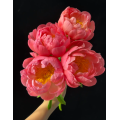 Paeonia Lactiflora প্রবাল সূর্যাস্ত