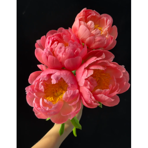 Paeonia Lactiflora প্রবাল সূর্যাস্ত