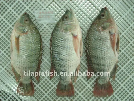 fish frozen tilapia Gutted and Scaled