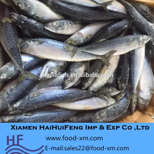 400600 G Mackerel / Frozen Seafood Exporter, High Quality 400600 G