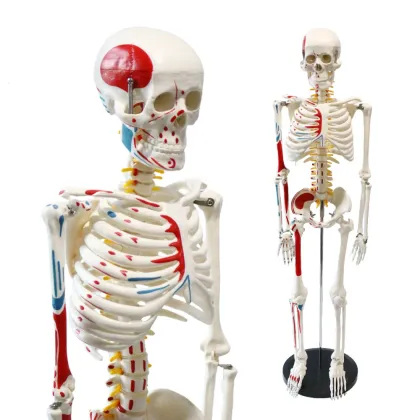 Human Skeleton Model with Muscles - FRT009, 85cm, Labeled Origins and Insertions