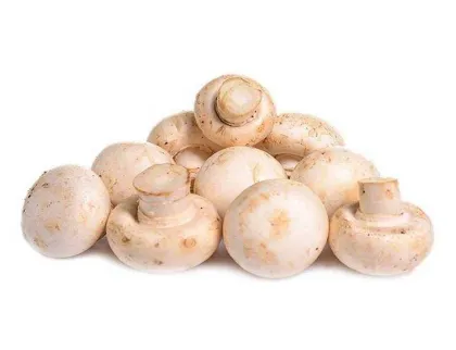 White button mushroom extract 10%-50% Polysacchrides