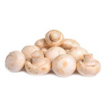 Shiitake Mushroom White button mushroom extract 10%-50% Polysacchrides Factory