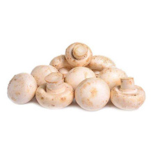 Shiitake Mushroom White button mushroom extract 10%-50% Polysacchrides Factory
