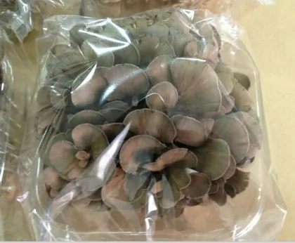 Fresh Maitake mushroom