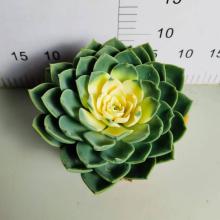 :Echeveria `Julius` with fast delivery