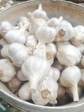 Organic Cultivated White Skinned Garlic