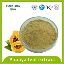 10: 1 Papaya Leaf Extract Powder contenant des flavonoïdes