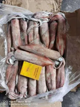 Frozen Squid Whole Round Uroteuthis Chinensis18-22cm
