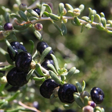 Pequeño té negro de bayas de Goji
