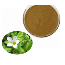 5% Bacosides Bacopa Monnieri Powder Extract