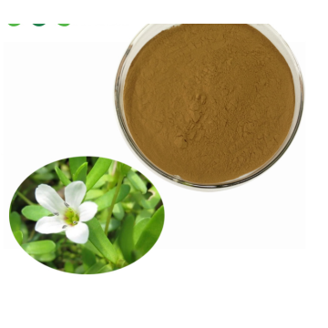 5% Bacosides Bacopa Monnieri Powder Extract
