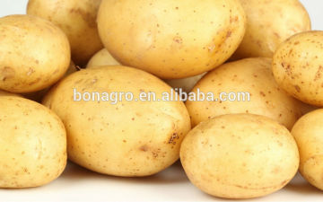 Chinese Fresh Potato Prices