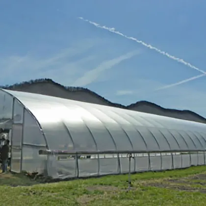 Long Life Prefabricated Simple Structure Tunnel Greenhouse