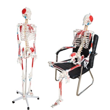 페인트 근육이있는 180cm 인간 골격 모델 -FRT003 고급 PVC 해부학 교육