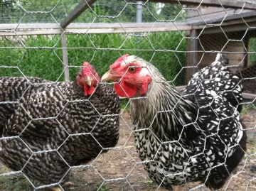 Hexagonal wire mesh with reinforce wire