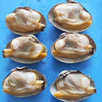 Frozen Cooked Baby Clams in Shell