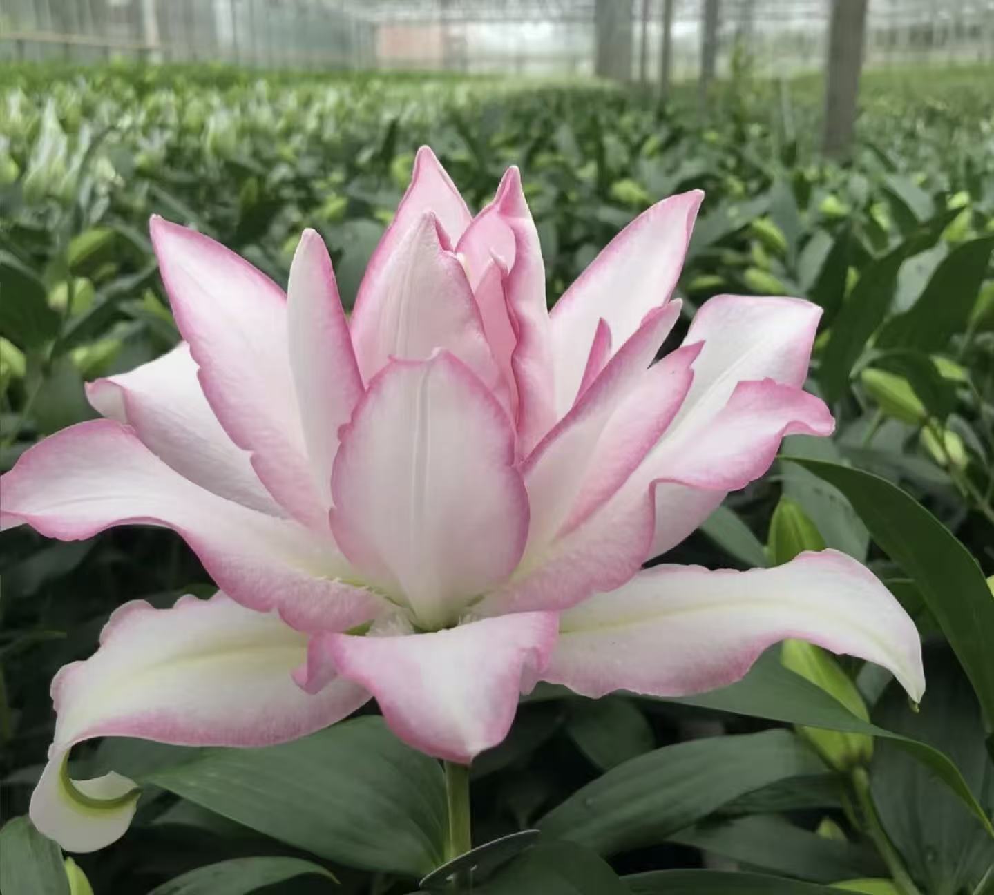 Ice Beauty Double Spray Lily