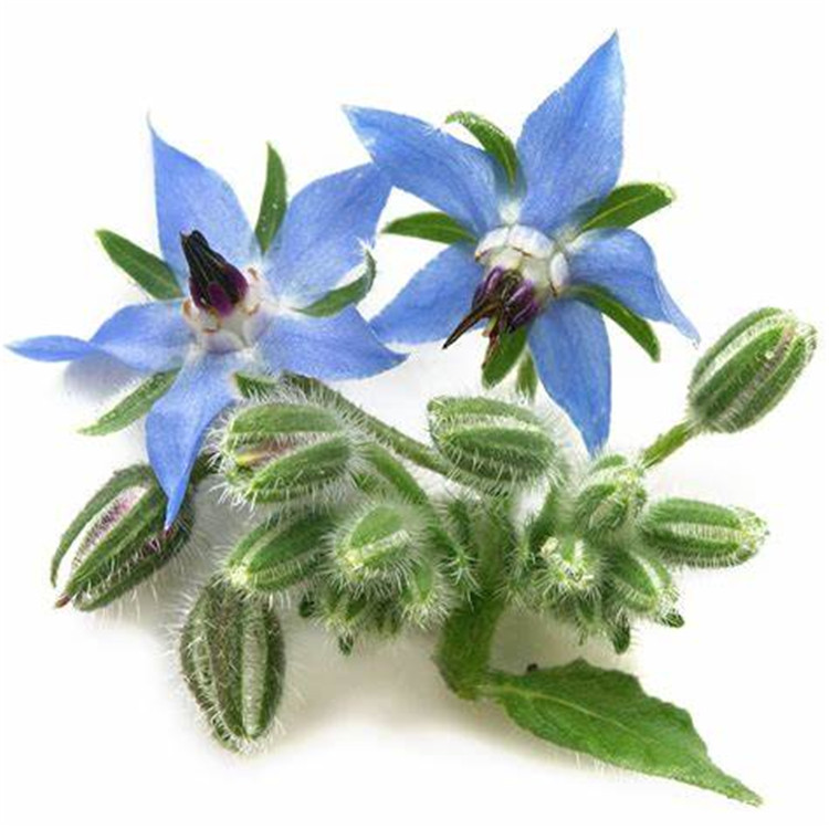 Natural and organic borage seed oil