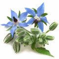 Minyak biji borage alami dan organik