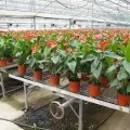 Flower Nursery Seedbed in Greenhouse