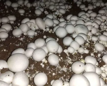 White button mushroom extract 10%-50% Polysacchrides