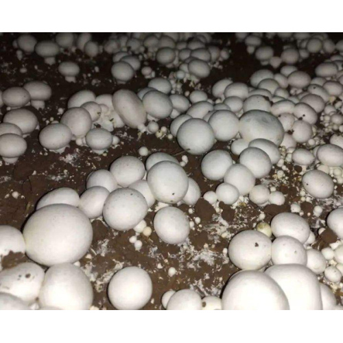 White button mushroom extract 10%-50% Polysacchrides