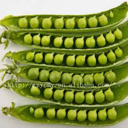 best sales canned food green peas