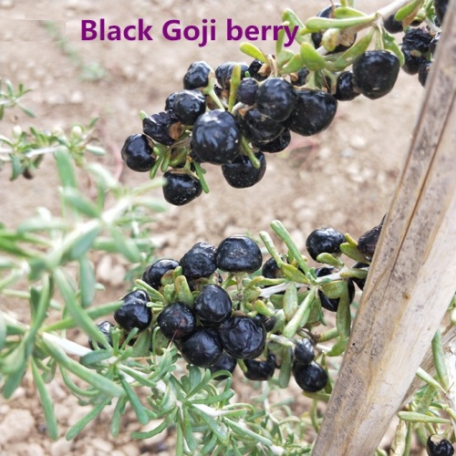 Lila och Blått vatten från Black Goji Berry