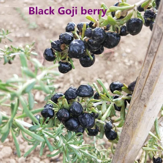 Purple and Blue water from Black Goji berry