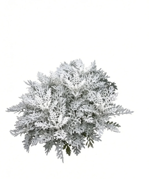 Dusty Miller Premium Greenery Foliage