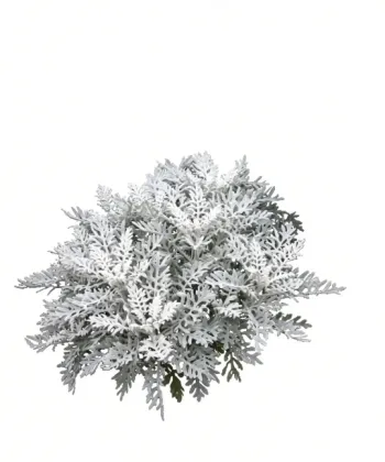 Dusty Miller Premium Greenery Foliage