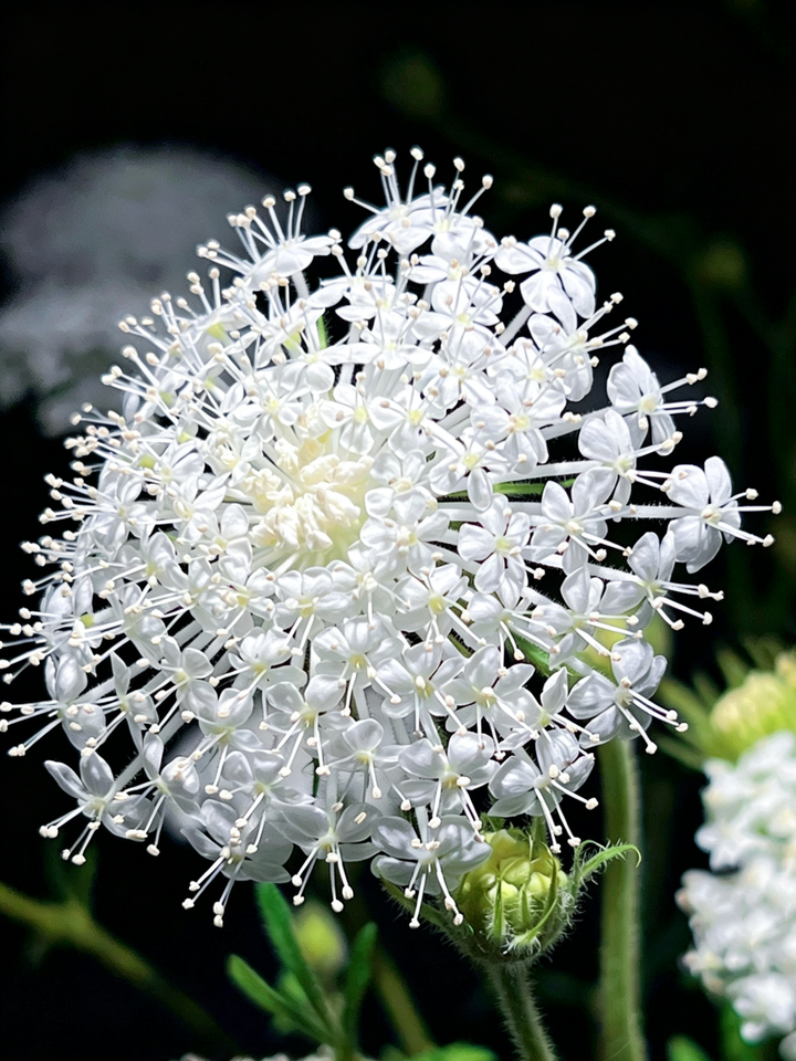 White lace flower