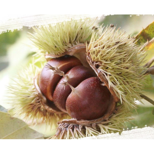 Castanha doce com casca para venda