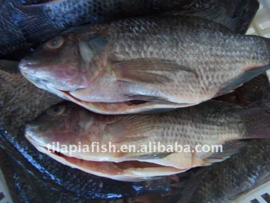 Fresh Water Gutted& Scaled Tilapia