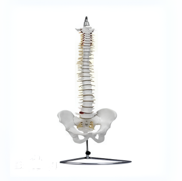 Natural model of large spine with pelvis