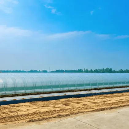 PE Greenhouse Film Medium Diffused