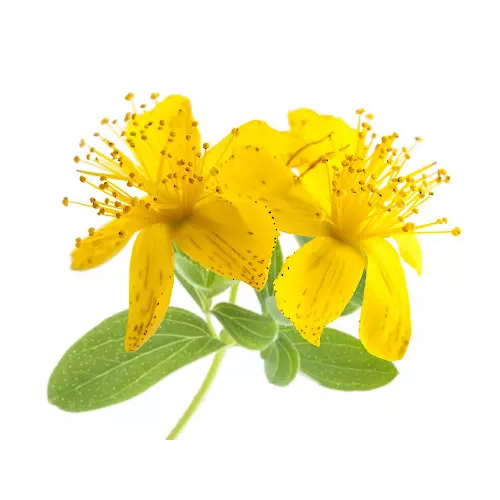 Hot Sale Hypericin0.3% St John's Wort Extract