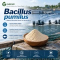 مسحوق بروبيوتيك Bacillus pumilus
