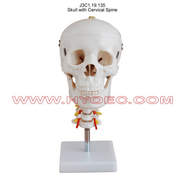 Anatomically Detailed Skull with Cervical Spine for Enhanced Biology Education and Learning