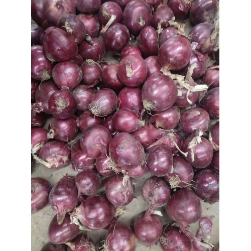 Buy Fresh Myanmar Fresh Onion Red Onion Price Per Ton For Exporting from  Shandong Sinofarm Food Co., Ltd., China