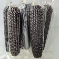 Quality Black Sweet Waxy Corn CObs