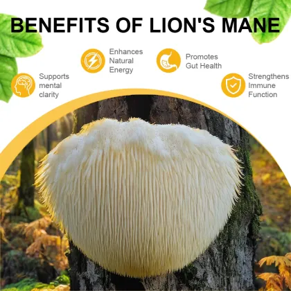 Lion Mane Liquid Drops 120,000 mg