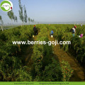 Factory Wholesale For Sale Dried Fruit Wolfberry