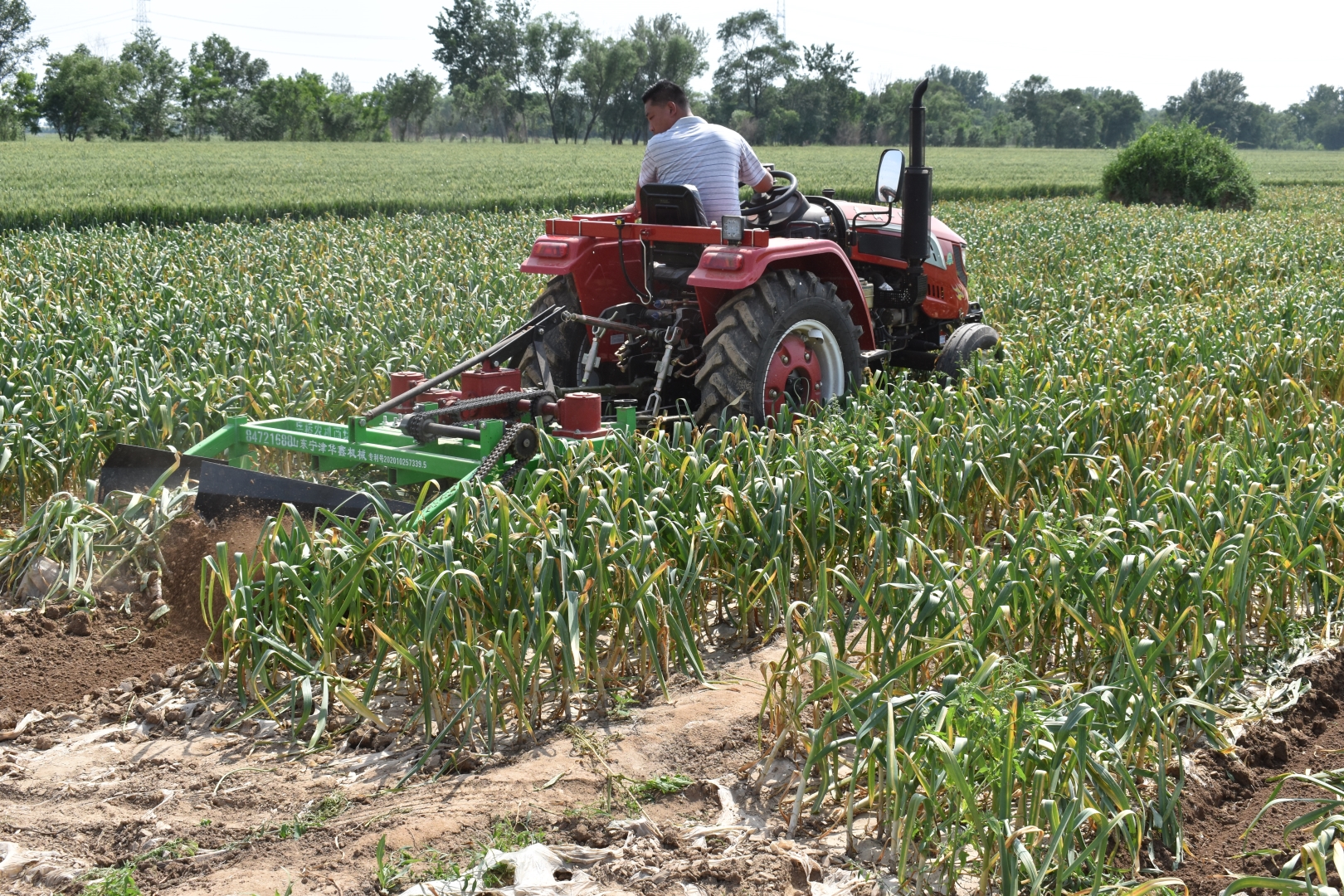 Natural Fresh Red Garlic Harvesting