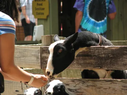 Fish Feed Additive Soy Lecithin Powder