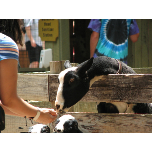 Guanidinoacetic Acid for Faster Fish Growth