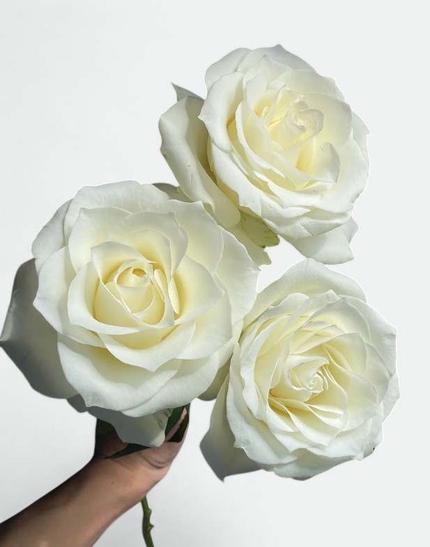 Proud White Rose