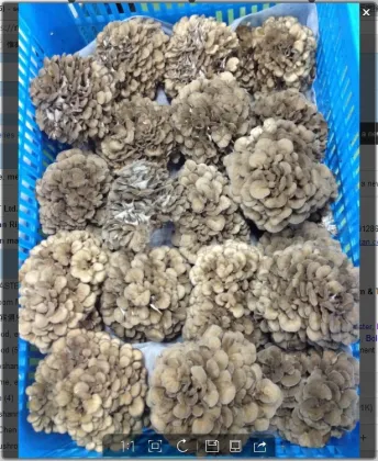Fresh Maitake mushroom