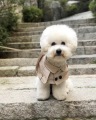 Βρετανικό στυλ Saliva πετσέτα σκύλου Bib Windbreaker Cloak